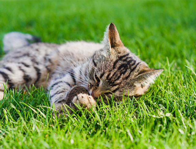 猫だって人工芝が好き
