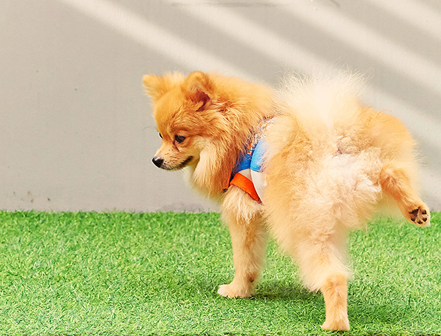 人工芝におしっこする犬